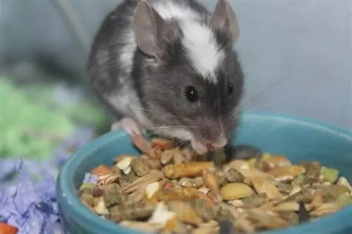 האם עכברים יכולים לאכול בשר? מה שאתה צריך לדעת