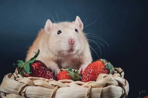 Les souris peuvent-elles manger des fraises ? Que souhaitez-vous savoir