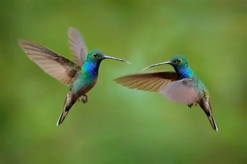 Gör kolibrier fantastiska husdjur? Laglighet, etik & Vanliga frågor