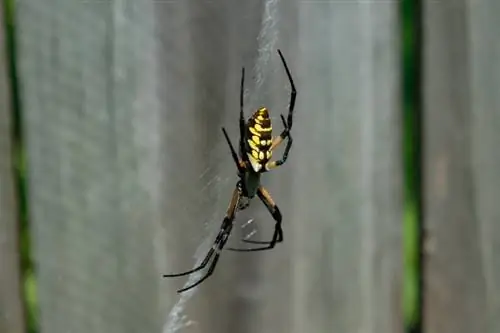 12 merimanga të gjetura në Kentaki (me foto)