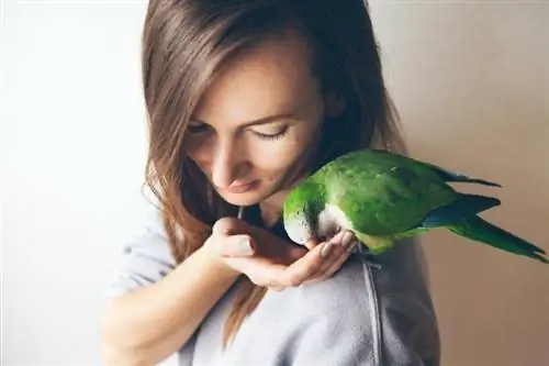 Cara Membentuk Ikatan Dengan Burung Peliharaan Anda: 4 Metode Terbukti