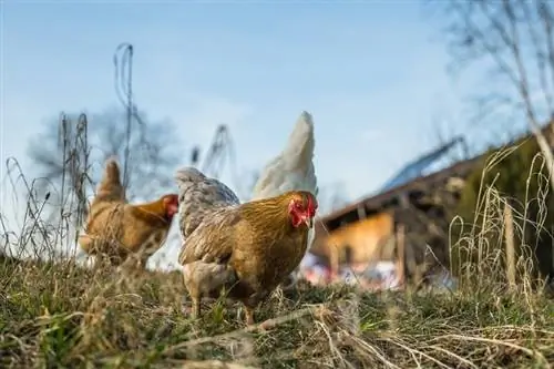 As galinhas fazem xixi? Perguntas frequentes sobre fatos sobre aves &