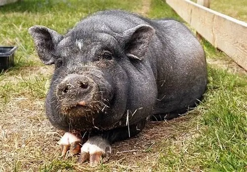 ماذا تأكل الخنازير في البرية وكحيوانات أليفة؟ 2023 دليل مفصل