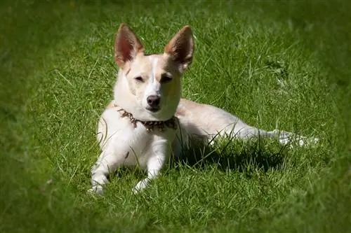 9 Loceng Anjing Terbaik untuk Latihan Tandas pada 2023 – Ulasan & Pilihan Teratas