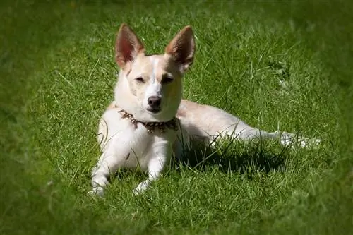 2023'te Lazımlık Eğitimi için En İyi 9 Köpek Zilleri – İncelemeler & En Çok Talep