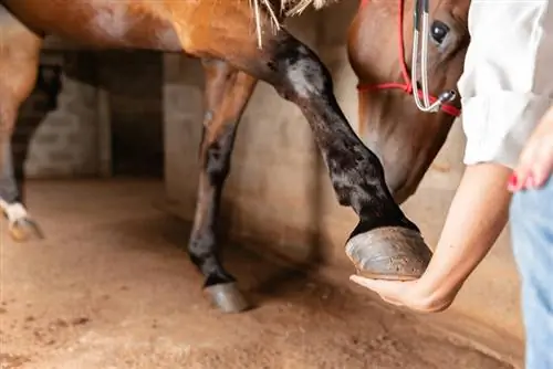 Si të pastroni thundrën e një kali: Udhëzues hap pas hapi i rishikuar nga veterineri