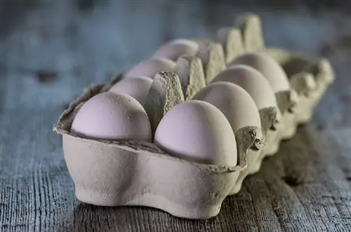 Você pode chocar um ovo comprado na loja? Leia antes de tentar