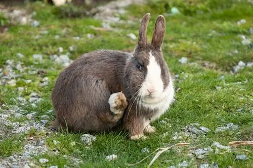 Sådan slipper du af med lopper på kaniner: Tips, metoder & FAQ