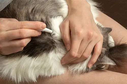 Mogu li maziti svoju mačku nakon tretmana protiv buha? Što trebaš znati