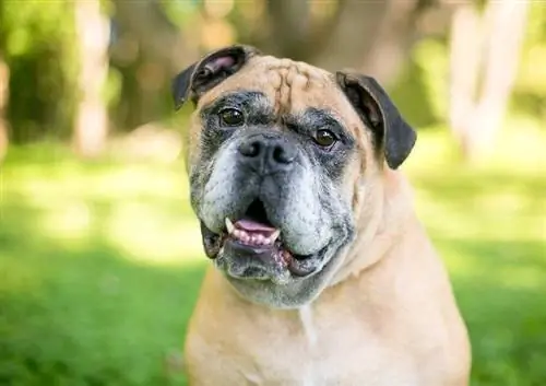 Guida alle razze canine del bulldog vittoriano: informazioni, immagini, cura & Altro