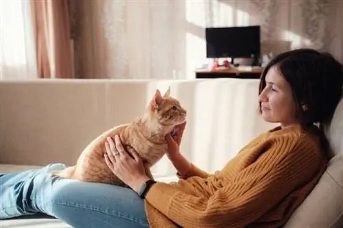 Pitävätkö kissat katsekontaktista? 6 Eläinlääkärin arvosteltua syytä & Vinkkejä