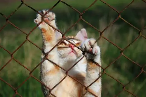 5 projetos DIY de cercas para gatos que você pode fazer hoje (com fotos)
