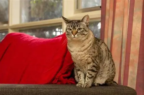 Australijos miglos katė: informacija apie veislę, nuotraukos, temperamentas & bruožai