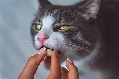 Paano Bigyan ng Gamot ang Iyong Pusa: 9 Tip para sa Pills & Liquid