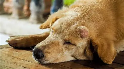 È possibile la prevenzione del cancro per i cani? Tutto quello che devi sapere