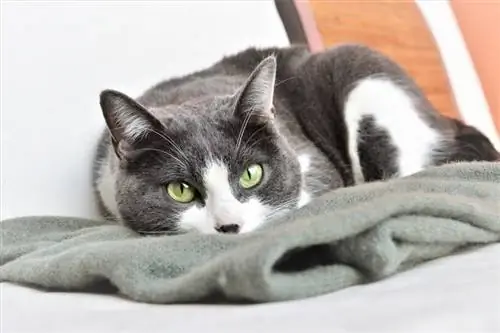แมวชอบผ้าห่มไหม? 5 เหตุผลว่าทำไม ทางเลือก & คำถามที่พบบ่อย