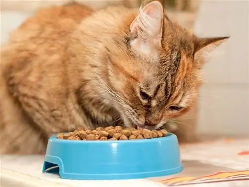 10 Makanan Kucing Bebas Gandum Terbaik di Kanada pada tahun 2023 – Ulasan & Pilihan Teratas