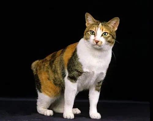 Japonijos bobteilo katė: nuotraukos, asmenybės bruožai & Charakteristikos