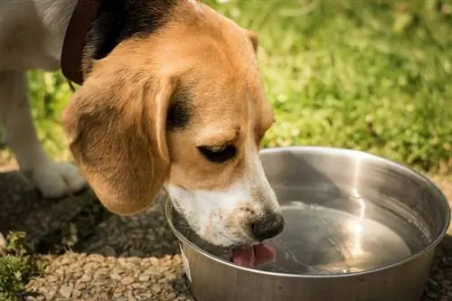 Շները սիրում են սառը ջուր: Փաստեր & Խնամքի խորհուրդներ