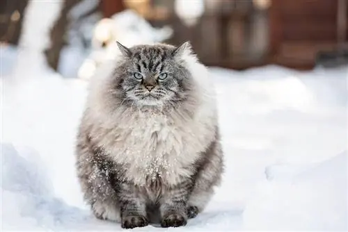 Szeretik a macskák a havat? Állatorvos által jóváhagyott tények & ápolási tippek