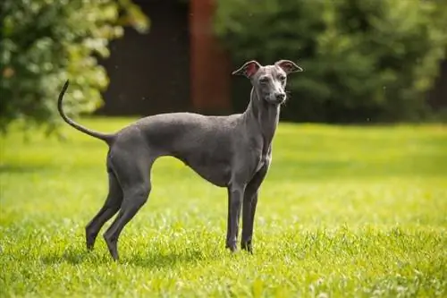 Greyhounds ถูกเพาะพันธุ์มาเพื่ออะไร? ประวัติ & คำถามที่พบบ่อย