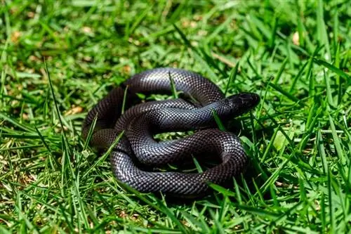 Meksička crna kraljevska zmija: činjenice, informacije, slike & Vodič za njegu