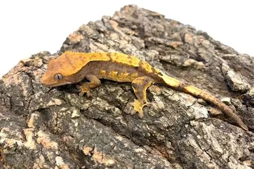 Gecko amb cresta a ratlles: informació, imatges & Guia de cura per a principiants