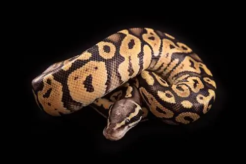 Vanilla Ball Python Morph: feiten, uiterlijk & Verzorgingsgids (met afbeeldingen)