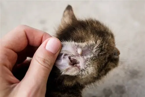 Hogyan távolítsunk el biztonságosan egy kullancsot macskáról: 6 állatorvos által jóváhagyott lépés