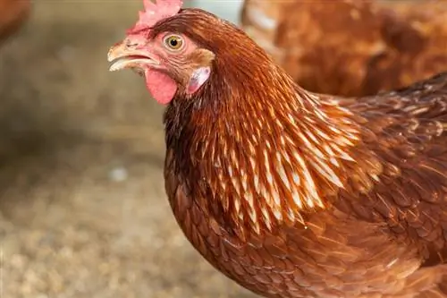 ISA Brown Chicken: Pictures Facts, Uses, Origins & Χαρακτηριστικά