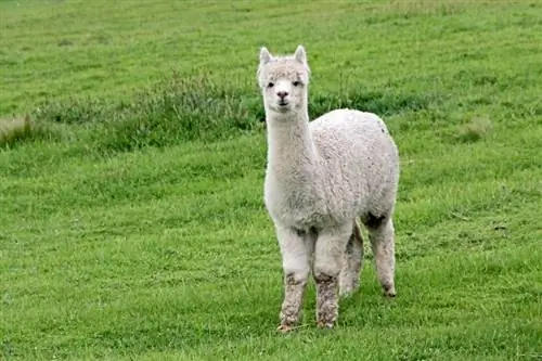 Koj puas tuaj yeem caij Alpaca? Qhov hnyav txwv & Info