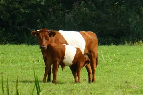 Buelingo pasmina goveda: slike, činjenice, upotreba, porijeklo & Karakteristike