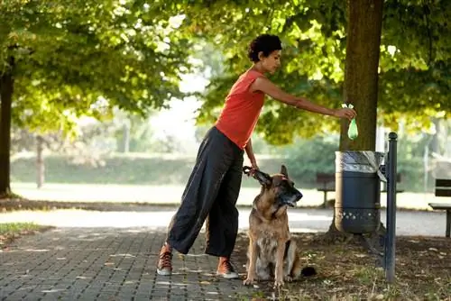 Pourquoi mon chien fait-il caca sur du béton ? (8 causes potentielles)