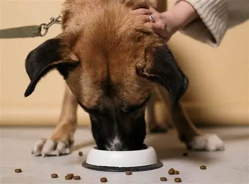 Почему моя собака оставляет еду на полу? 7 причин, рассмотренных ветеринаром