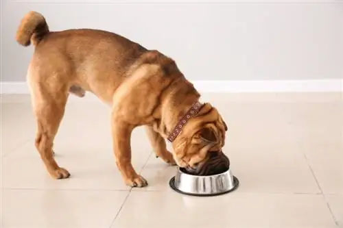 Çfarë është vakti i pulës në ushqimin e qenve dhe sa i sigurt është? Fakte & FAQ