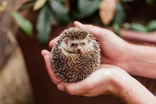 8 Hedgehog Sounds & Deres betydninger (med lyd)