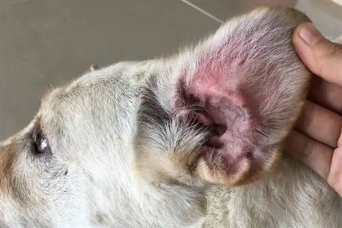 Köpek Maması Kulak Enfeksiyonlarına Neden Olabilir mi? Veteriner Tarafından İncelenen Gerçekler & SSS