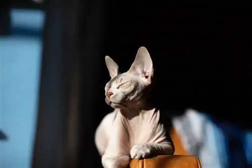 300 שמות חתולים חסרי שיער: ממצרים לקולנוע, אפשרויות ייחודיות עבור החתלתול שלך