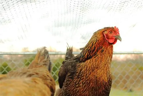 Buckeye Chicken: Fakta, anvendelser, billeder, oprindelse & Karakteristika (med billeder)