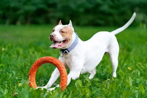 10 أفضل ألعاب الكلاب لـ Pit Bulls في عام 2023 - التعليقات & أفضل اللقطات