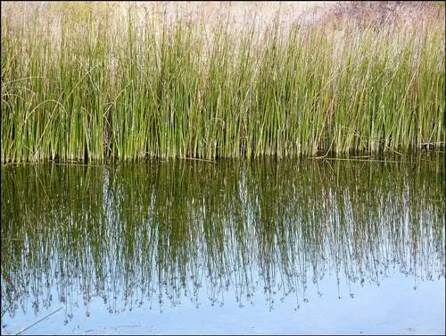 18 typer av dammogräs (med bilder)