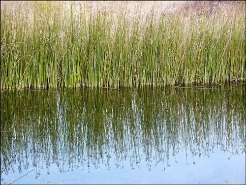 18 types de mauvaises herbes d'étang (avec photos)