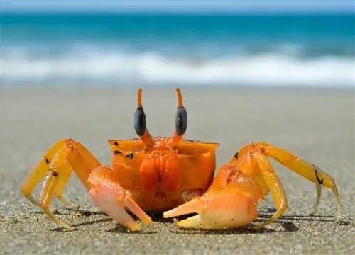 12 types populaires de crabes de compagnie (avec photos)