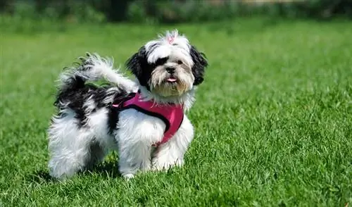 8 Mahahalagang Supply ng Shih Tzu Para Magsimula Ka: Gabay na Inaprubahan ng Vet