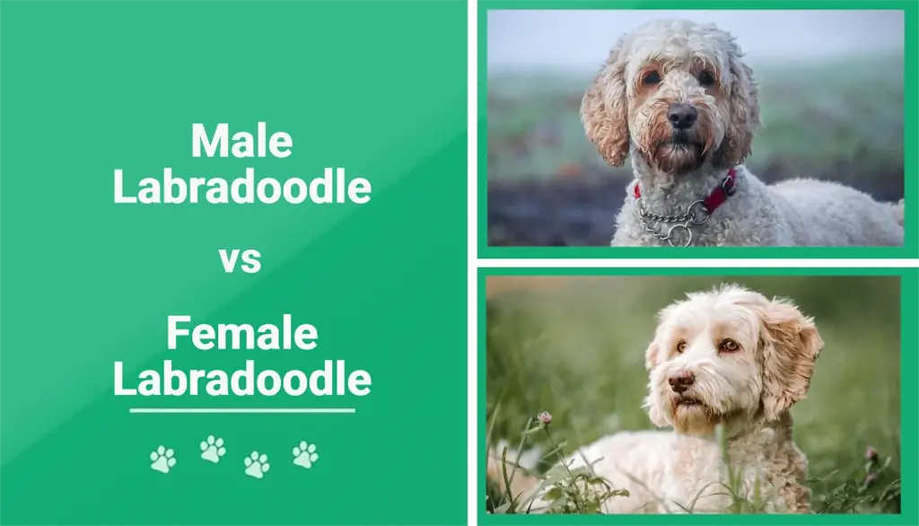 Mann vs. kvinne Labradoodle: Forskjeller forklart