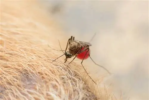 Kan hunder bli bitt av mygg? Veterinærgodkjente skilt, omsorg & Forebygging