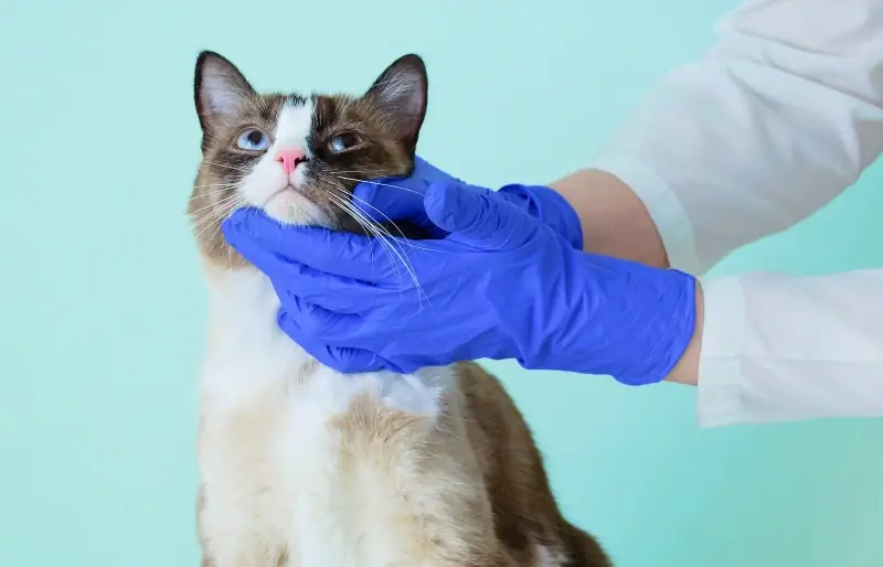 Zdravstveni problemi mačke s krpljama: 5 zabrinutosti koje su pregledali veterinari