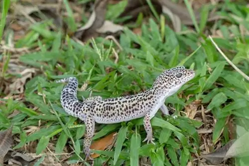Super Snow (Mack) Leopard Gecko: Maelezo, Picha & Mwongozo wa Utunzaji
