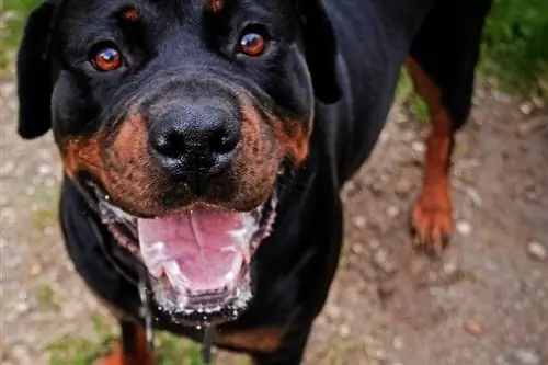 Rottweilers কি প্রচুর ঘেউ ঘেউ করে? কত & কিভাবে এটা থামাতে