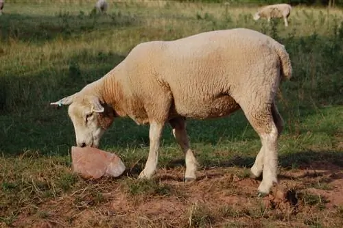 4 meilleurs blocs minéraux pour les moutons et les chèvres en 2023 - Avis &